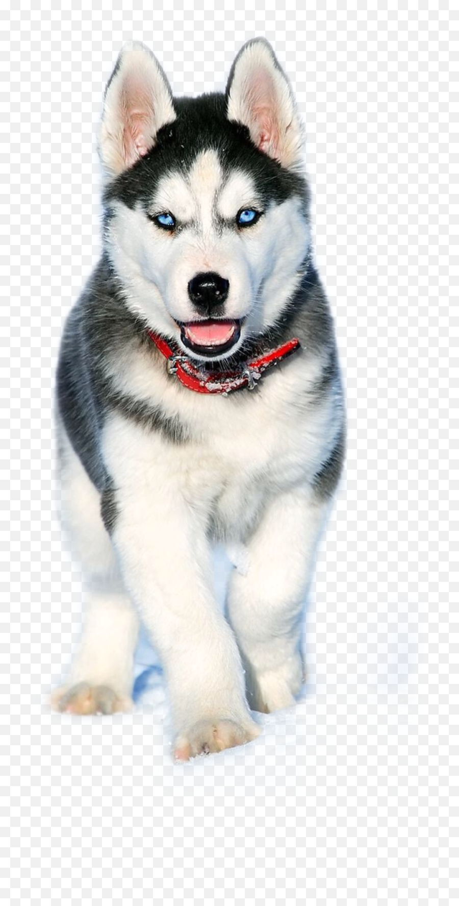 Sticker By - Pomsky Fully Grown Age Emoji,Siberian Husky Emoji