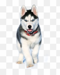 Sticker By - Pomsky Fully Grown Age Emoji,Siberian Husky Emoji