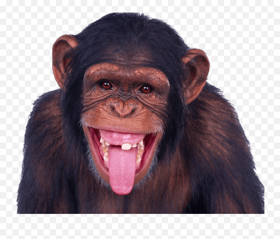 Png Stick Out Tongue U0026 Free Stick Out Tonguepng Transparent - Free Monkey Emoji,Tongue Sticking Out Emoji