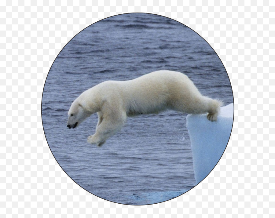 Polar Bear Plunge Logo Medal - Jumping Bear Logo Emoji,Patrick Steware Emoji Movie