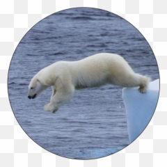Polar Bear Plunge Logo Medal - Jumping Bear Logo Emoji,Patrick Steware Emoji Movie