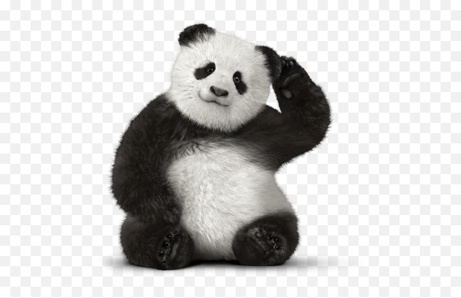 Giant Panda Bear Red Panda Telus Customer Service - Bear Png Emoji,Facebook Emoticon Red Panda