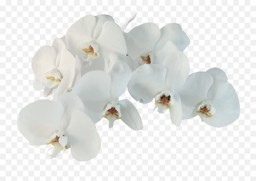 Popular And Trending - Moth Orchid Emoji,Orchid Emoji