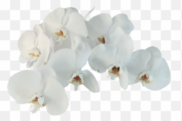 Popular And Trending - Moth Orchid Emoji,Orchid Emoji