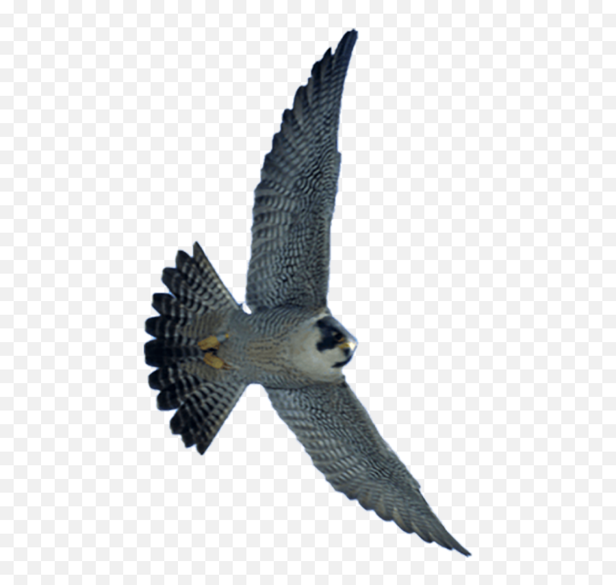 Falcon Flying In Sky Transparent Png Images - Yourpngcom Emoji,Falcons Emojis