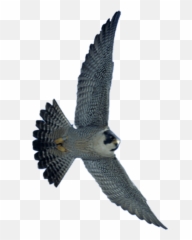 Falcon Flying In Sky Transparent Png Images - Yourpngcom Emoji,Falcons Emojis