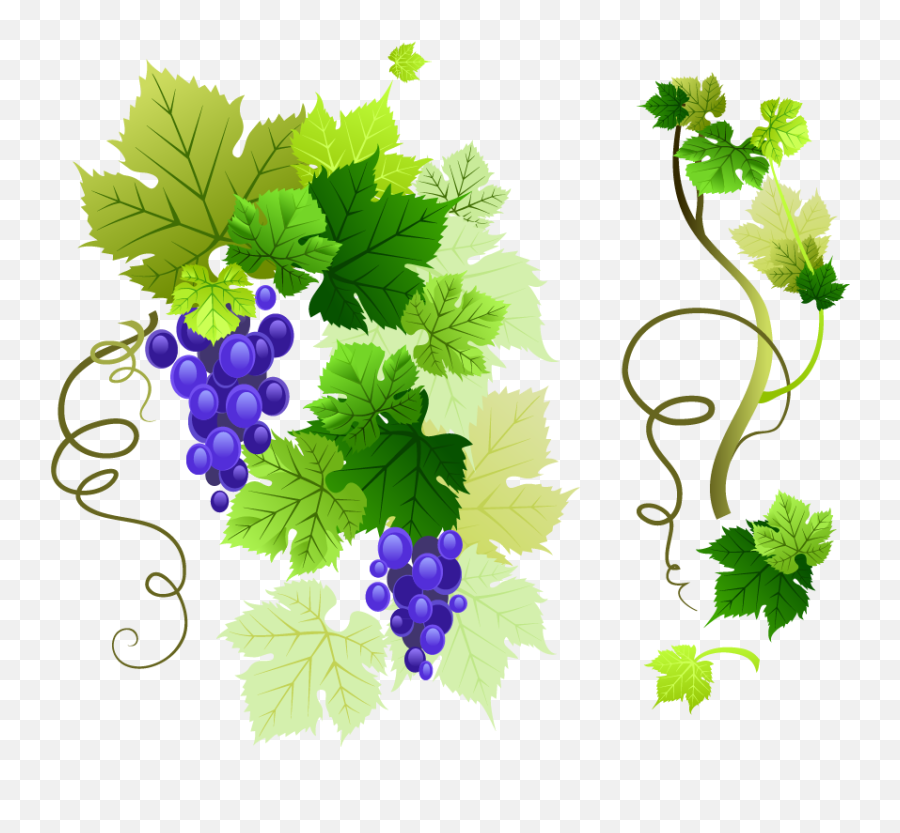 Grape Vine Leaf Png Image Png Mart Emoji,Leaf Sprig Emoji