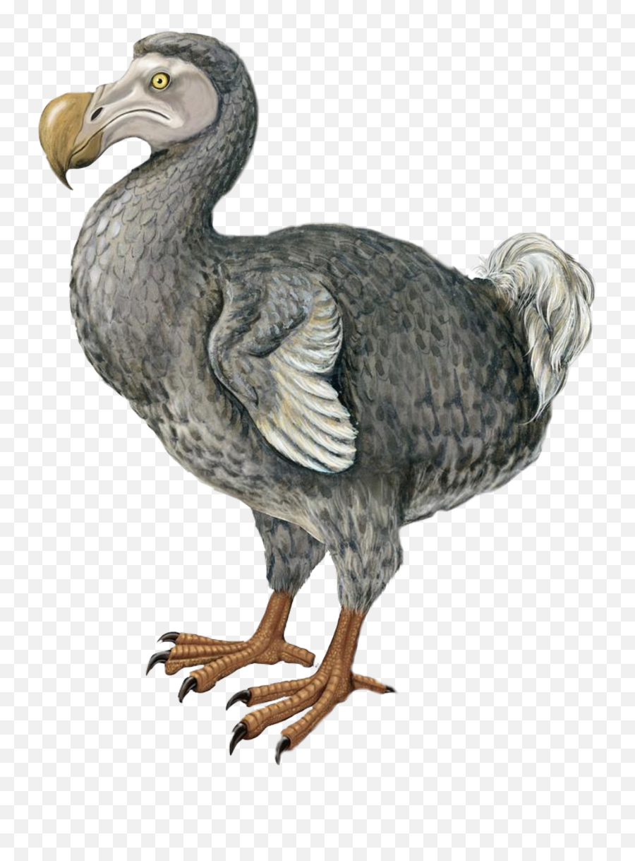 Dodo Sticker - Dodo Bird Png Emoji,Dodo Emoji