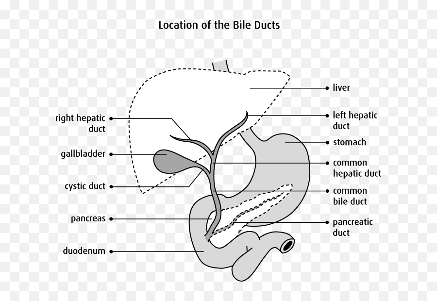 Ercp Endoscopic Retrograde Cholangiopancreatography - Ercp Structure Emoji,Liver And Emotions