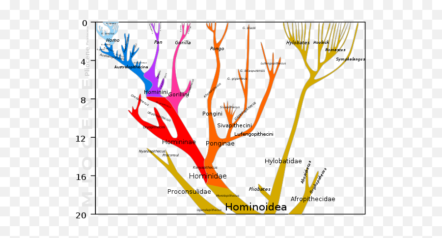 Great Ape Personhood - Wikiwand Missing Link By Charles Darwin Emoji,Chimp Emotions