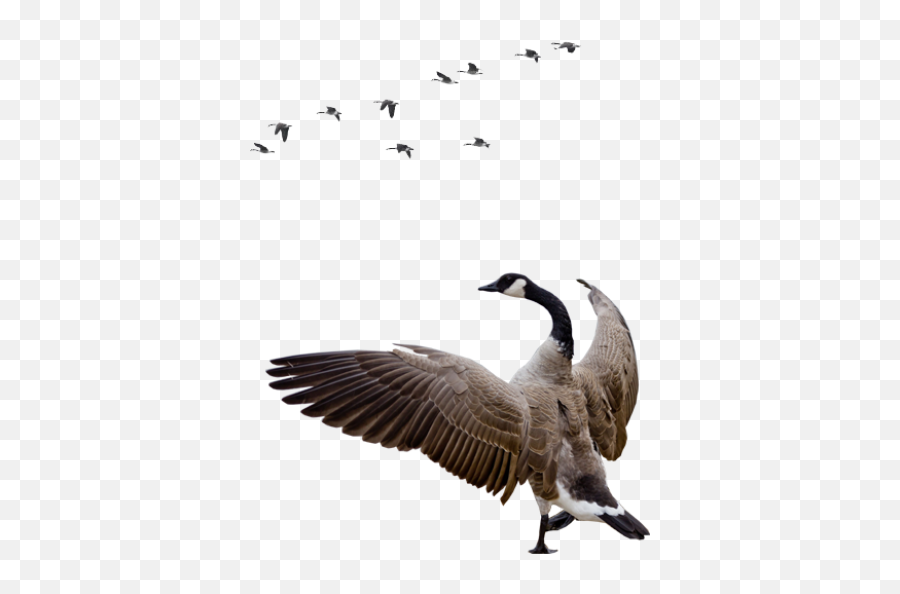 Goose Png And Vectors For Free Download - Dlpngcom Canada Goose Bird Transparent Background Emoji,Canadian Goose Emoji