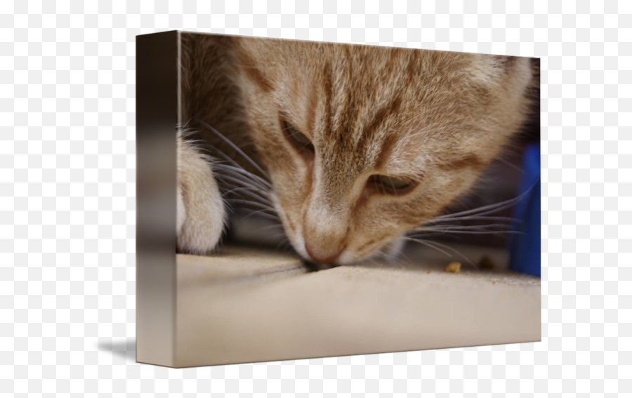 Sad Cat Thumbs Up Transparent - Domestic Cat Emoji,Sad Cat Meme Emoji