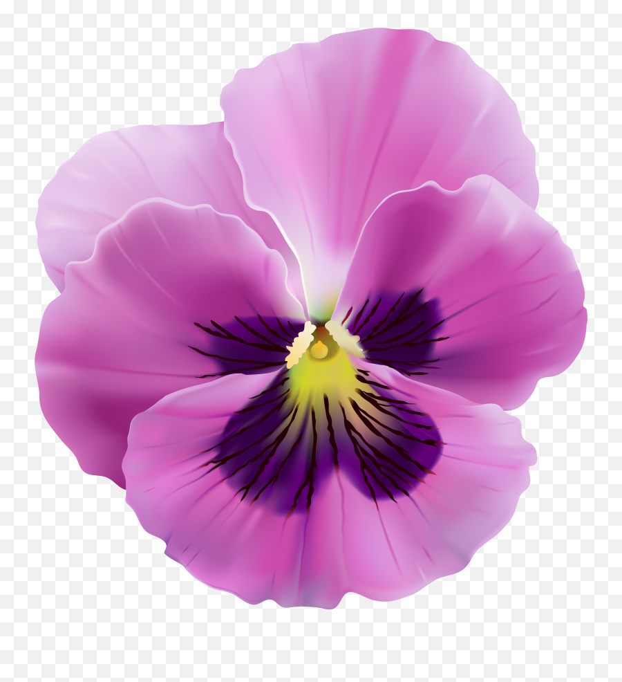 Violet Flower Png Violet Flower Png Emoji,Violet Flower Emoji