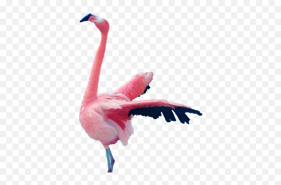 Mystery Of The Pink Flamingo Vijiti - Greater Flamingo Emoji,Flamingo Emoji Android