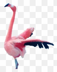 Mystery Of The Pink Flamingo Vijiti - Greater Flamingo Emoji,Flamingo Emoji Android