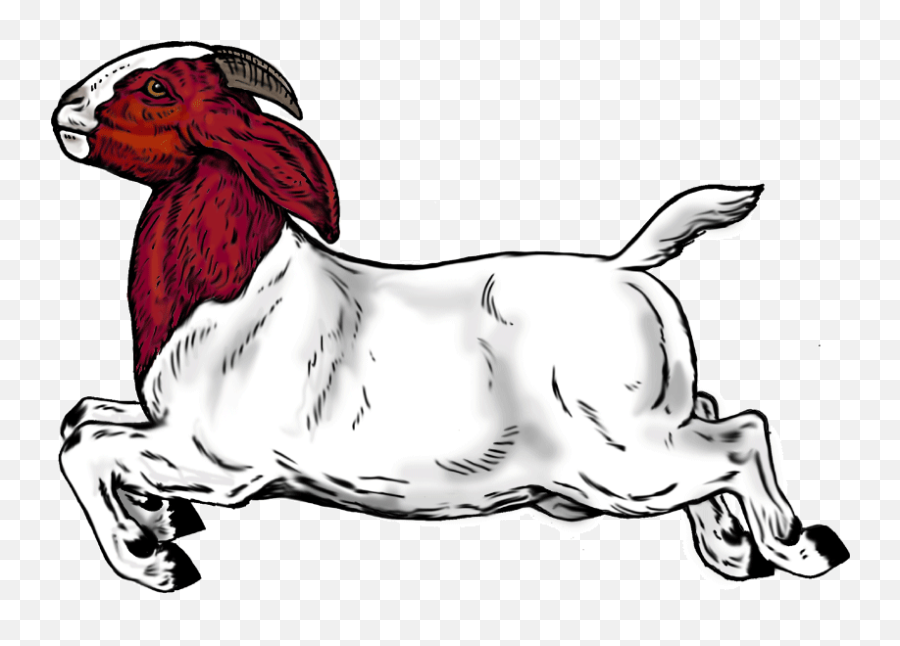 Clipart Goat Kiko Goat Clipart Goat Kiko Goat Transparent - Boer Goat Head Logo Emoji,Kiko Emoji