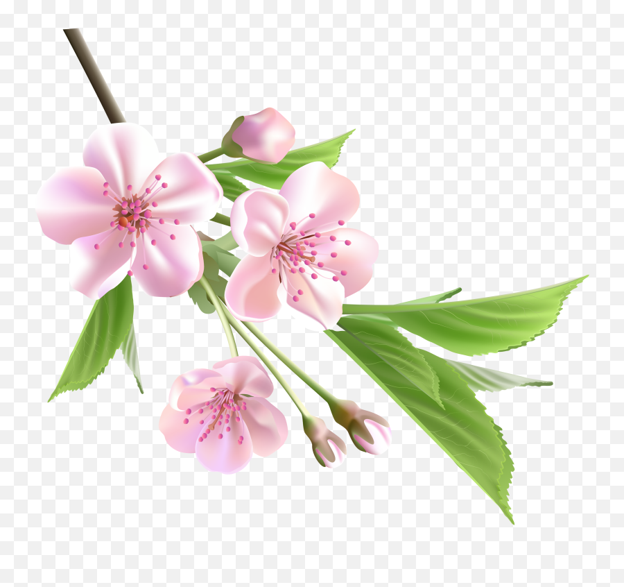 Flowers Png Tumblr Cherry Blossom Emoji - Spring Flowers Transparent Background,Cherry Blossom Emoji