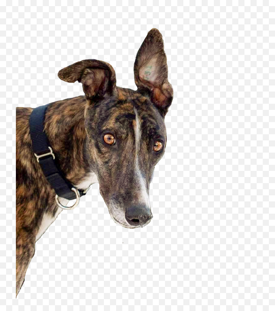 Greyhound Sticker - Martingale Emoji,Greyhound Emoji