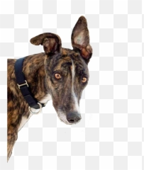 Greyhound Sticker - Martingale Emoji,Greyhound Emoji