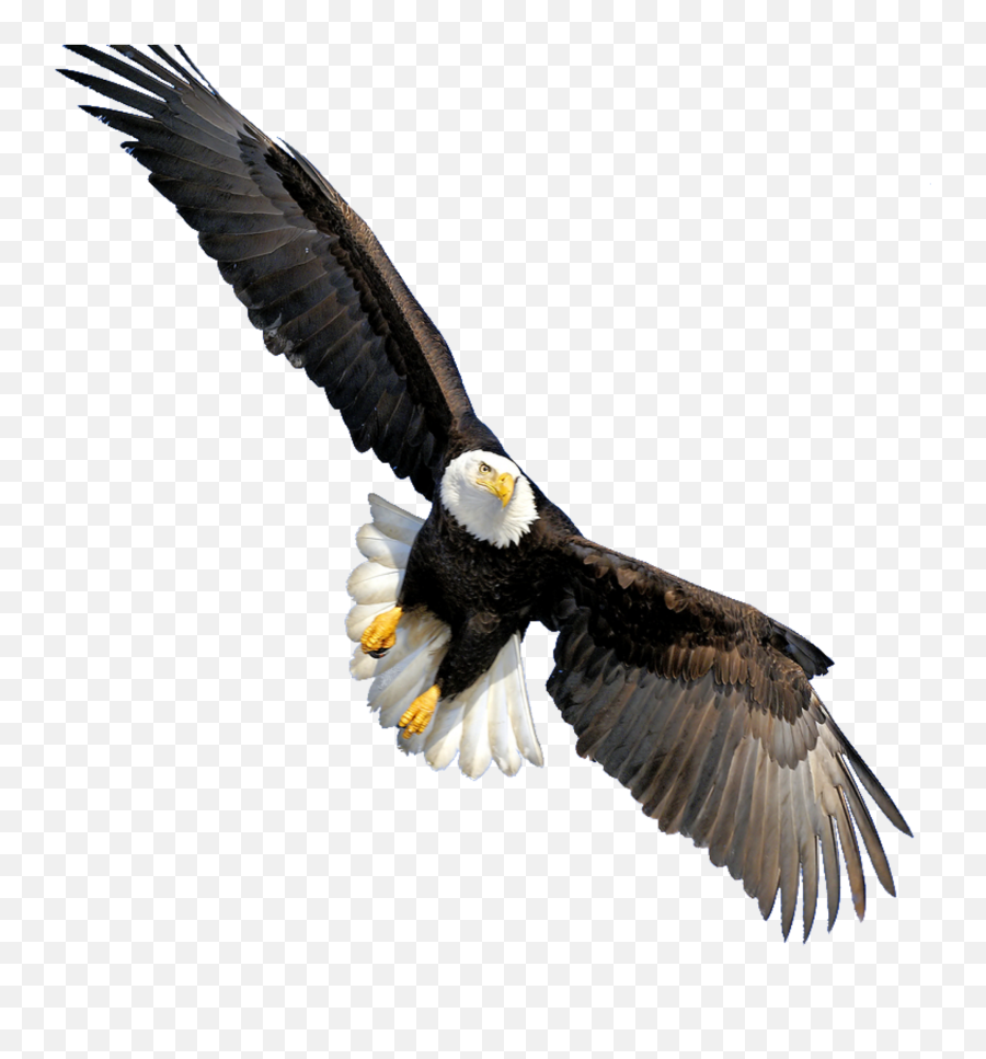 Eagle Sticker - Bald Eagle Transparent Background Emoji,Eagle Emoji