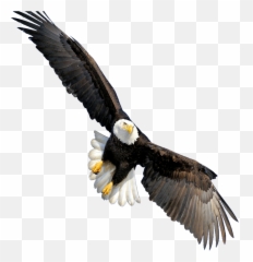 Eagle Sticker - Bald Eagle Transparent Background Emoji,Eagle Emoji