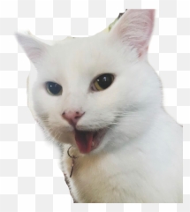 Smudge Smudgethecat Sticker - Khao Manee Emoji,Hot Tub Emoji