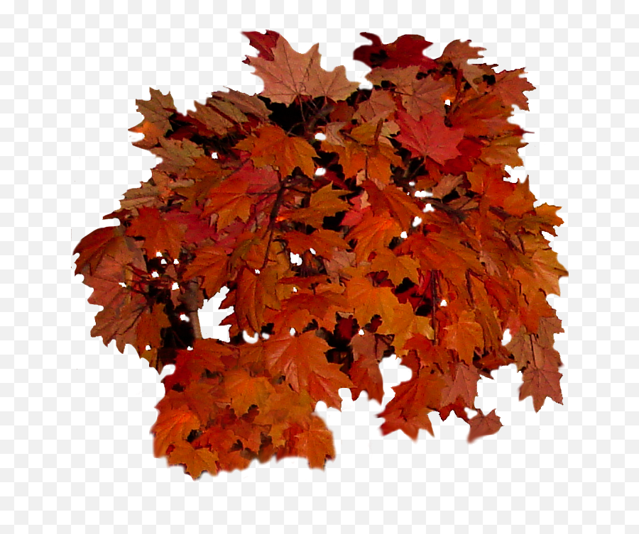Autumn Leaf Color Transparent Png Image Emoji,Free Red Maple Leaf Emoji
