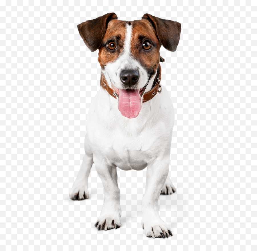Emotional Support Animal In Nevada Emoji,Dog Faces Emotions