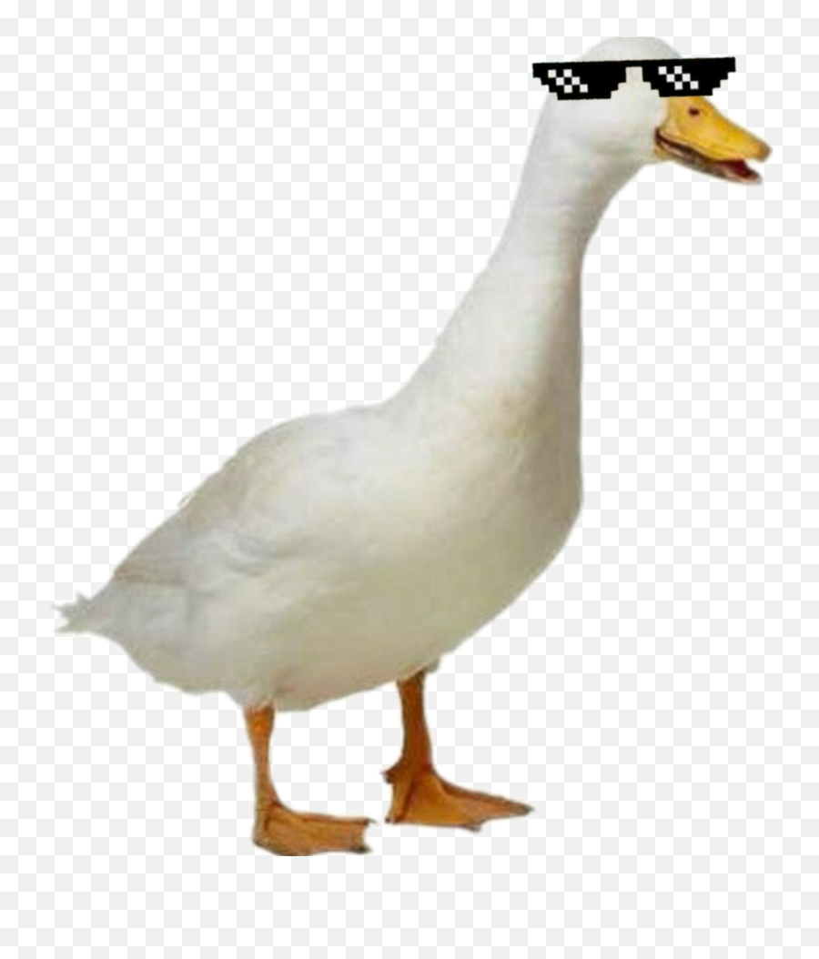 The Most Edited Locomotora Picsart - Duck Png Transparent Clipart Emoji,Guero Emoji