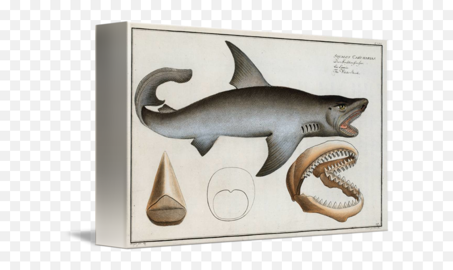 Vintage Illustration Of A Great White Shark By Alleycatshirts Zazzle - Vintage Great White Shark Shark Illustration Emoji,White Fish Emoji