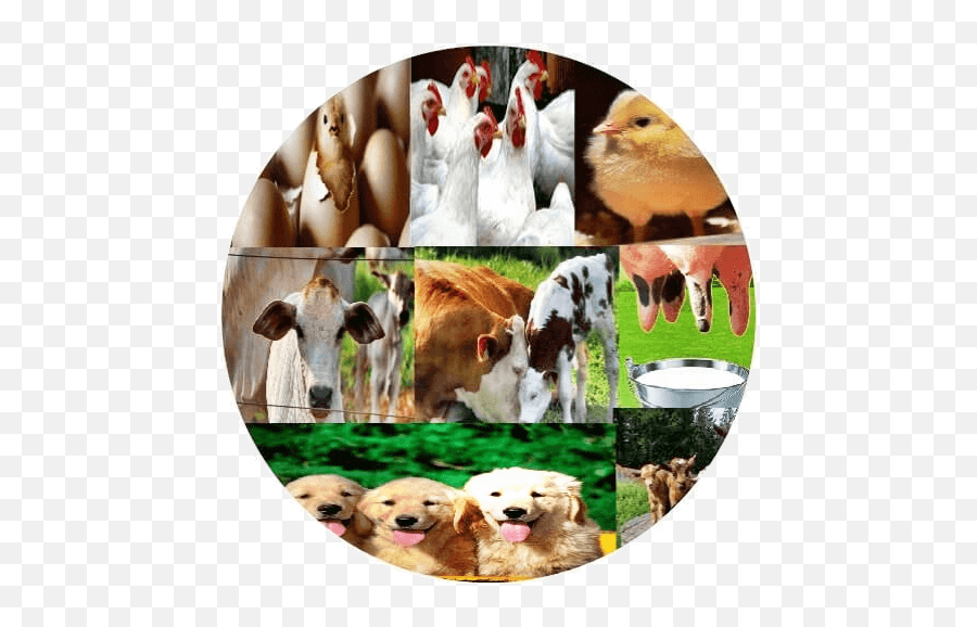 Download Free Veterinary Books - Cattle Medicine Book Png Emoji,Free Emojis Medical