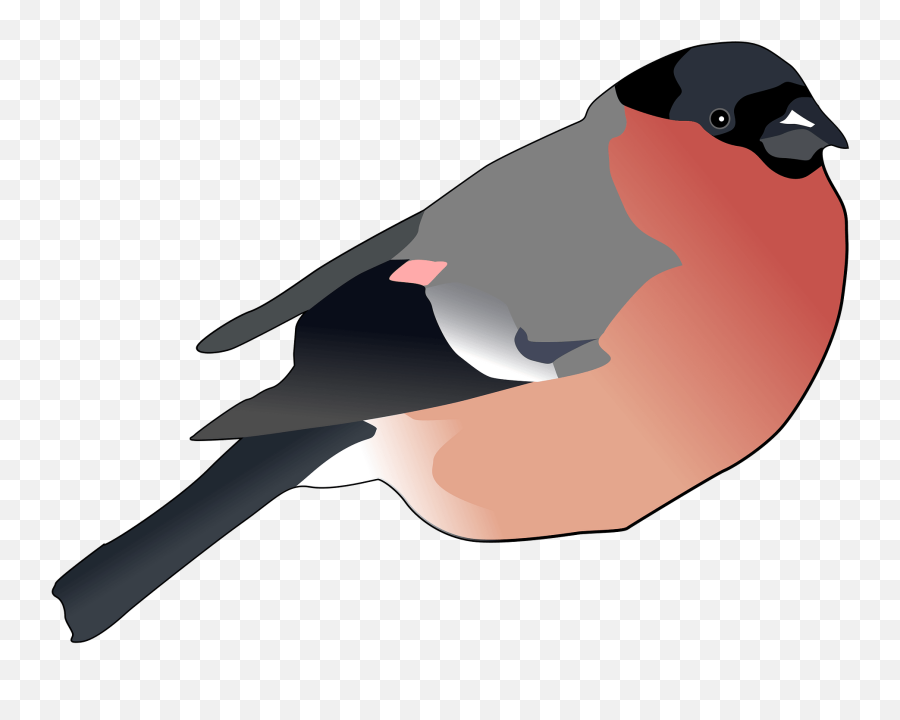 Eurasian Bullfinch Clipart Free Download Transparent Png - Punatulkku Piirretty Emoji,Finch Emoji