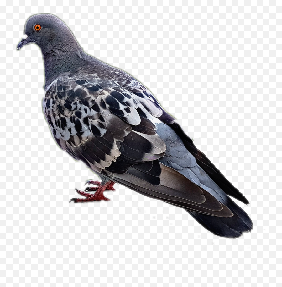 Bird Pugeon Sticker By Alexa Smith - Homing Pigeon Emoji,Dove Emoji App
