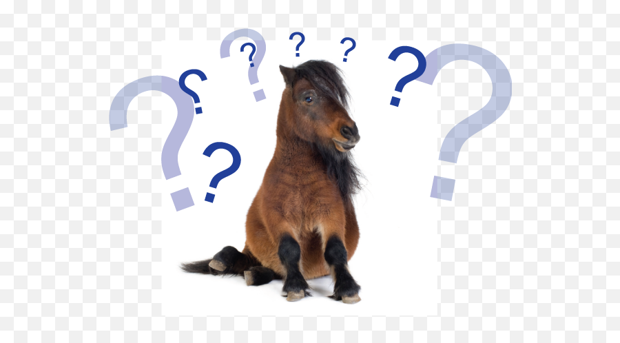What Type Of Horseman Are You Horse Crazy Once Again - Shetland Pony Emoji,Horse Emotions