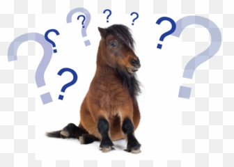 What Type Of Horseman Are You Horse Crazy Once Again - Shetland Pony Emoji,Horse Emotions