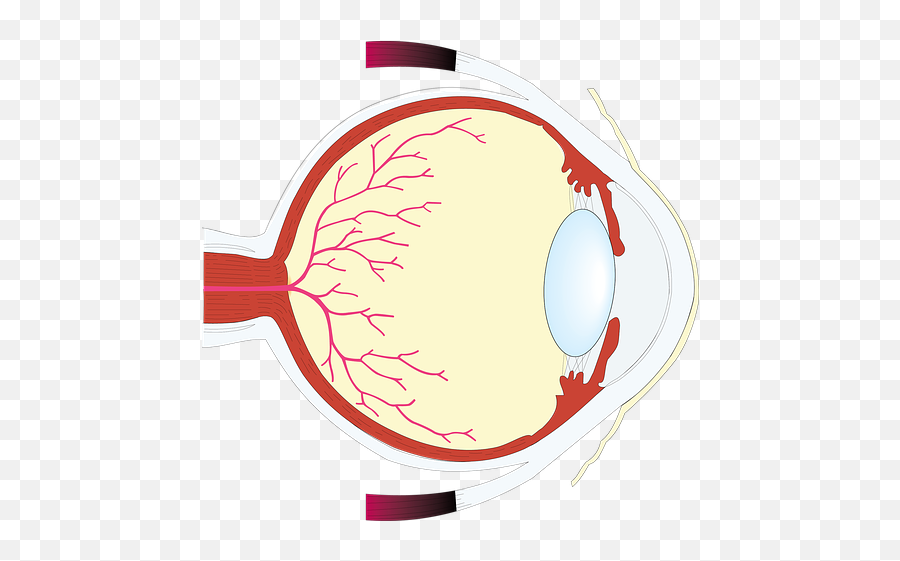 How To Reduce Aging Eye Fatigue - Eye Retina Png Emoji,Eyes And Tears Side Emotion