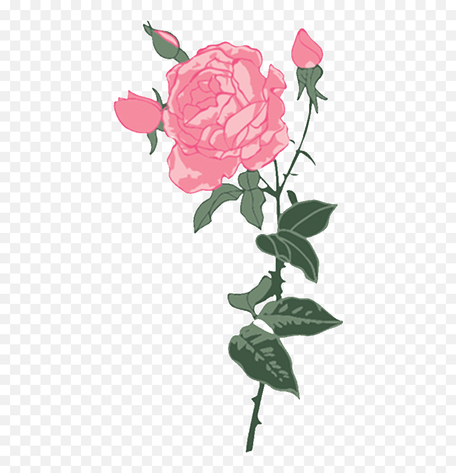 Pink Rose Sticker By Samii Ryan For Ios - Floral Emoji,Pink Rose Emoji