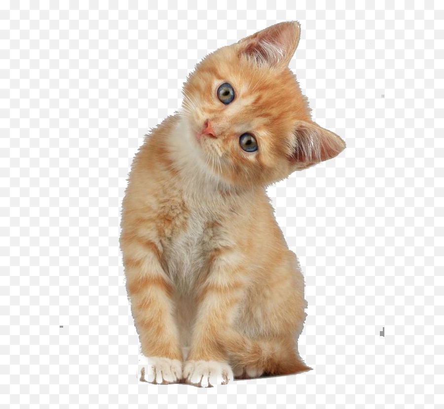 Scottish Fold Munchkin Cat Kitten Dog - Kitten Png Clipart Emoji,Free Cute Kittenl Emoticons