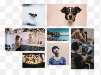Grabadora Webcam Online Gratis Y Segura Clipchamp - Dog Emoji,Fondos De Pantalla De Emojis Para Ordenador
