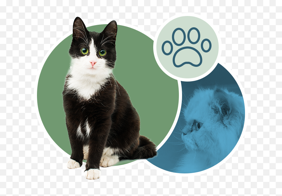 Upper West Side Cat Veterinarian - Black And White Cat Emoji,Ech Cat Emotion
