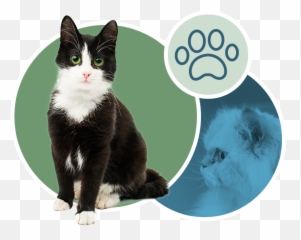 Upper West Side Cat Veterinarian - Black And White Cat Emoji,Ech Cat Emotion