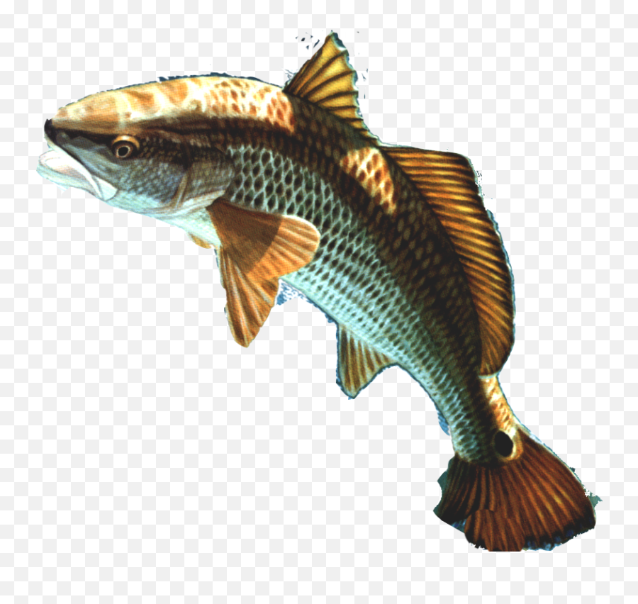 Fish Png 13 Png Image - Transparent Background Png Fishes Transparent Emoji,Fish Emotions