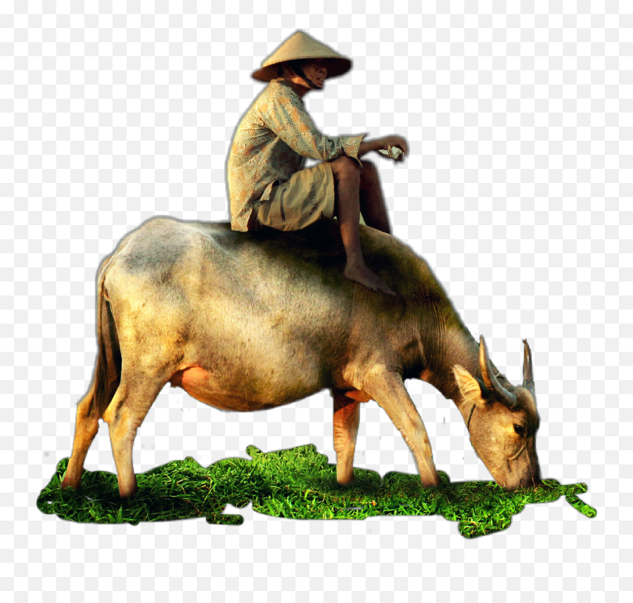 Cow Buffalo Man Farmer Grass Jhyuri Emoji,Cow And Man Emoji