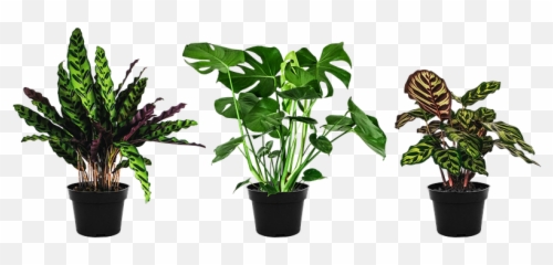 100 Free Houseplant U0026 Plant Illustrations Emoji,Potted Planet Emoji