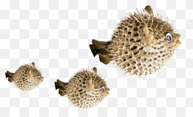 Puffer Fish Sticker - Puffer Fish Transparent Background Emoji,Pufferfish Emoji