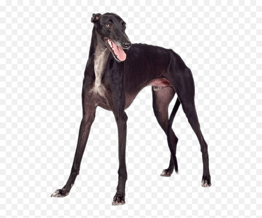 Greyhound - Greyhound White Background Emoji,Greyhound Emoji