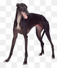 Greyhound - Greyhound White Background Emoji,Greyhound Emoji