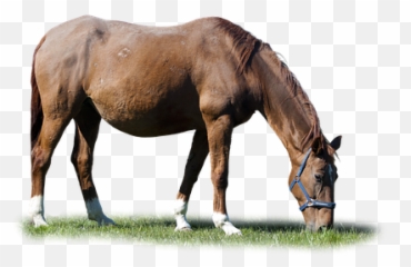 10 Free Grazing Horse U0026 Horses Illustrations - Pixabay Halter Emoji,Horse Emotions