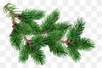 Fir Tree Png Transparent 2509 - Pine Tree Branch Png Emoji,Pine Needles Emoji