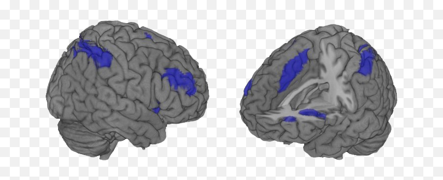 Human Neuroscience - Ugr Brain Emoji,Brain Emotions Visual
